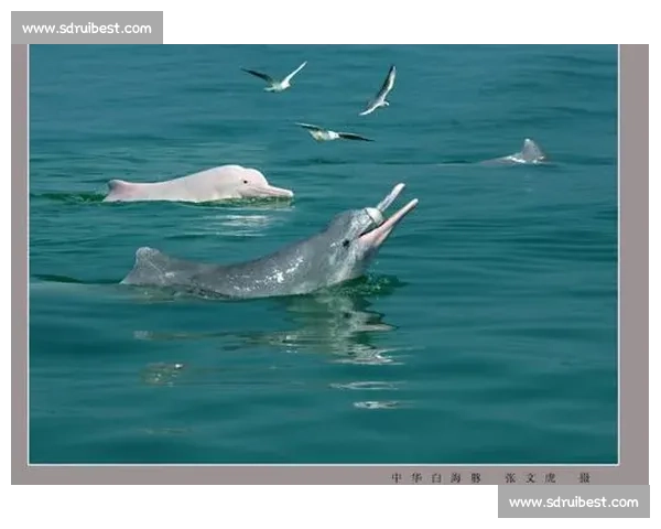 海焰之灵亮相！白海豚跃浪燃动湾区全运激情
